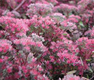 Sedum cauticola 'Robustum' 