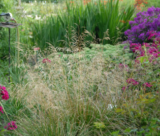 Deschampsia cespitosa 'Bronzeschleier'