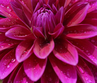 Dahlia 'Le Baron'