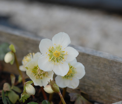 Helleborus niger – Christrose, Schneerose