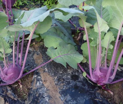 Kohlrabi 'Blaro'