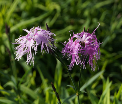 Dianthus superbus – Pracht-Nelke
