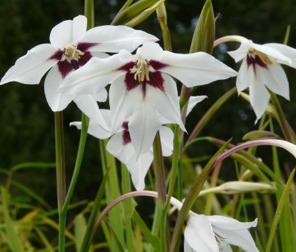Gladiolus murielae – Sterngladiole, Abessinische Gladiole