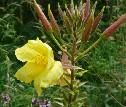 Oenothera glazioviana – Rotkelchige Nachtkerze