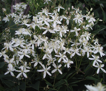 Clematis recta – Aufrechte Stauden-Waldrebe