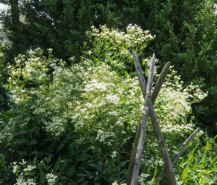 Clematis recta – Aufrechte Stauden-Waldrebe