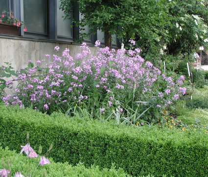 Hesperis matronalis – Nachtviole