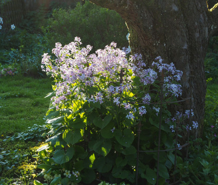 Lunaria rediviva – Ausdauerndes Silberblatt, Mondviole