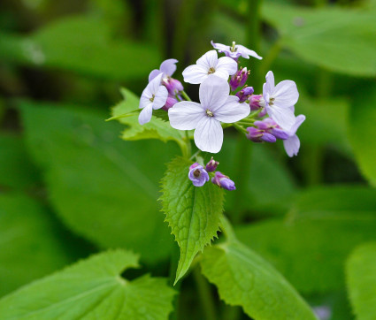 Lunaria rediviva – Ausdauerndes Silberblatt, Mondviole