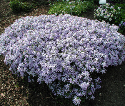 Phlox divaricata 'Clouds of Perfume' – Wald-Phlox