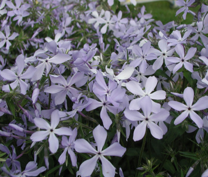 Phlox divaricata 'Clouds of Perfume' – Wald-Phlox