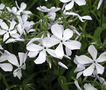 Phlox divaricata 'White Perfume' – Wald-Phlox