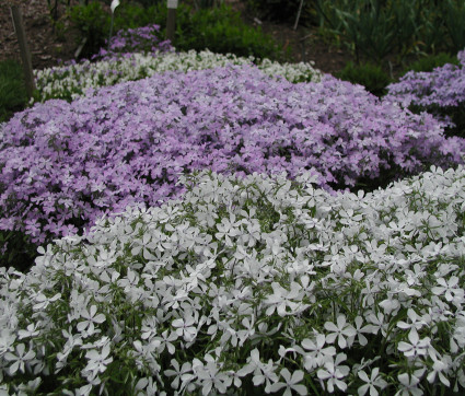 Phlox divaricata 'White Perfume' – Wald-Phlox