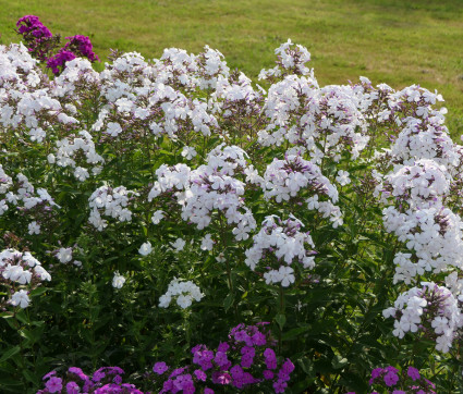 Phlox paniculata 'Jasmina' – Flammenblume, Hoher Sommer-Phlox