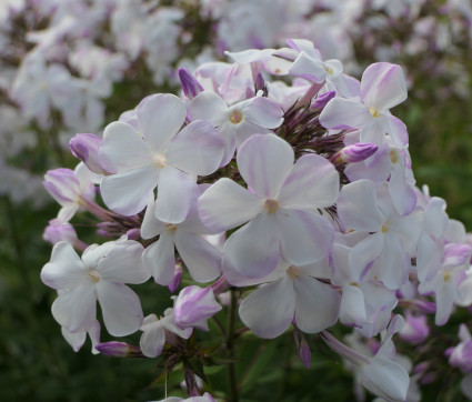 Phlox paniculata 'Jasmina' – Flammenblume, Hoher Sommer-Phlox
