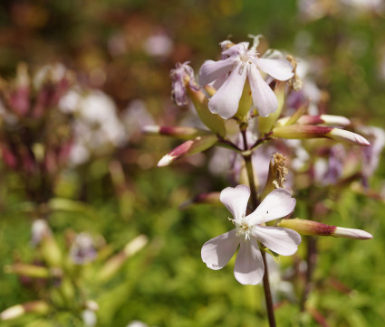 Saponaria officinalis – Echtes Seifenkraut