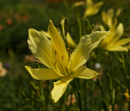 Hemerocallis citrina – Zitronen-Taglilie