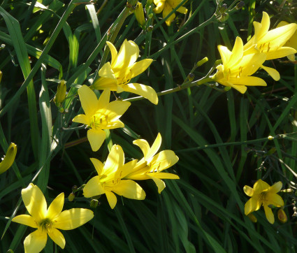 Hemerocallis citrina – Zitronen-Taglilie