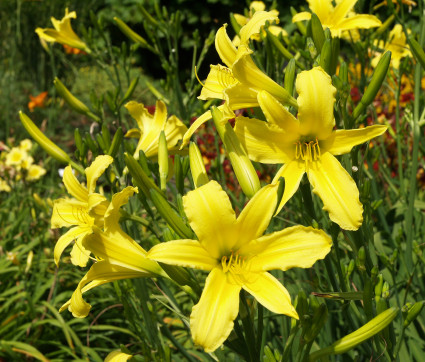 Hemerocallis Hybride 'Augustfreude' – Taglilie (großblumig)