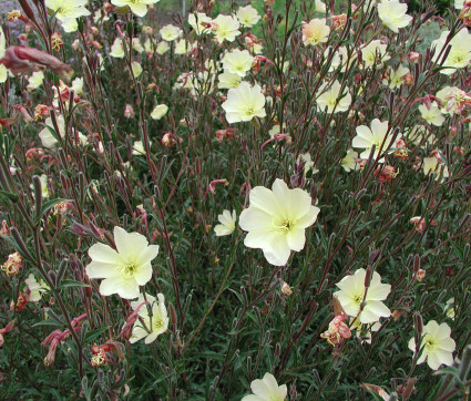 Oenothera odorata 'Sulphurea' – Duftende Nachtkerze
