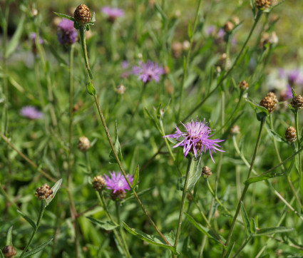 Centaurea jacea – Wiesen-Flockenblume