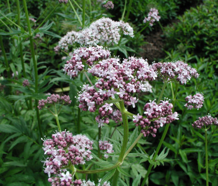 Valeriana officinalis – Baldrian