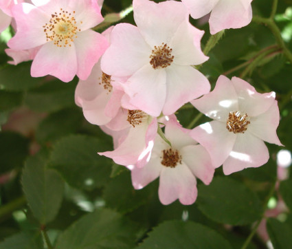 Rosa moschata 'Ballerina'