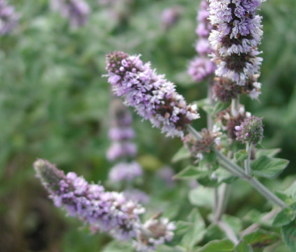 Mentha species ‘Hillarys Sweet Lemon’