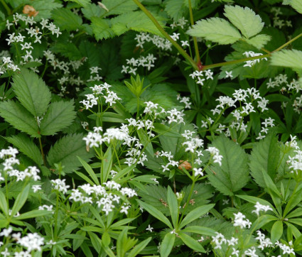 Galium odoratum