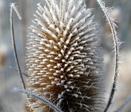 Dipsacus sativus