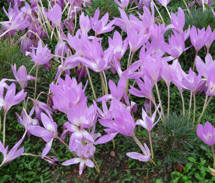 Colchicum autumnale