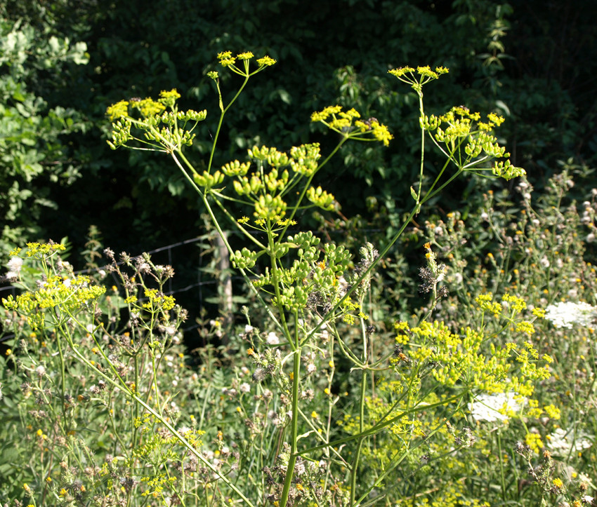 Pastinaca sativa – Samenstand