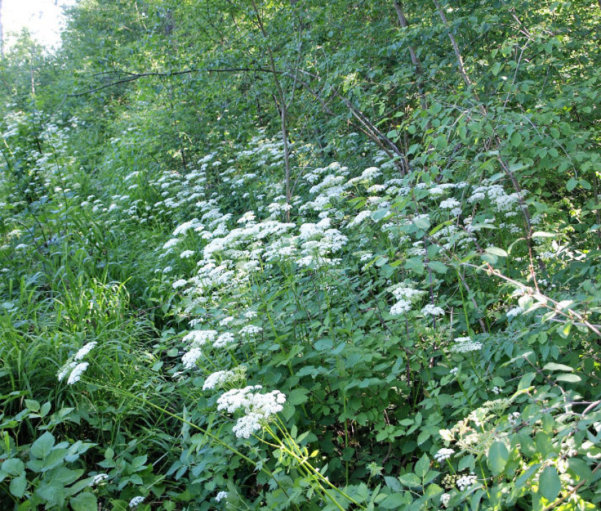 Aegopodium podagraria