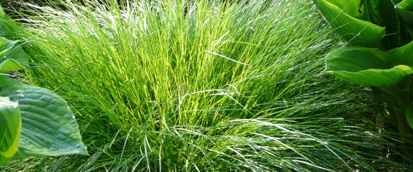 Carex remota
